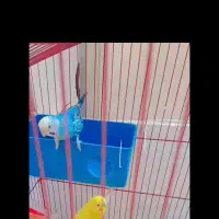 مرغ عشق مولد با ۵ عدد جوجه هاش و مولد روتخم|پرنده|محمدیه-قزوین, |دیوار