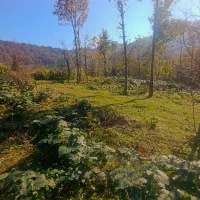 546متری کوهستانی سیاهمزگی شفت|فروش زمین و ملک کلنگی|احمدسرگوراب, |دیوار