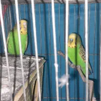 یک جفت مرغ عشق