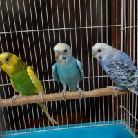 یک جفت مرغ عشق و یک بچه