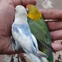 طوطی برزیلی نیمه دستی