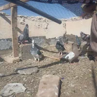 کبوتر|پرنده|میرجاوه, |دیوار