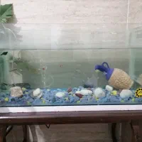 آکواریوم با پمپ و همچی