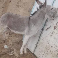 خر یا الاغ