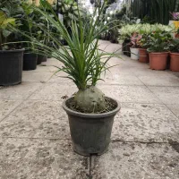 گل و گیاه آپارتمانی بنسای لیندا|گل و گیاه طبیعی|تهران, شکوفه (عبدل آباد)|دیوار