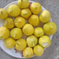 انجیر محلی