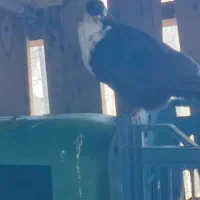 فروش کبوتر ریش|پرنده|خاش, |دیوار