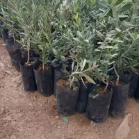 انواع زیتون کنسروالیا و مانزالیا و انواع نژاد