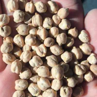 فروش نخود ده تن