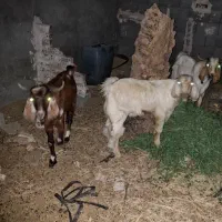 تعداد نری  چاق و سر حال فروشی قیمت مناسب|حیوانات مزرعه|منوجان, |دیوار