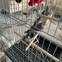 عروس هلندی|پرنده|هشتگرد, شهرک کوثر|دیوار