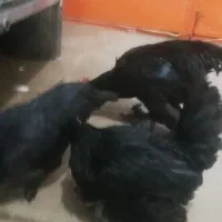 مرغ وخروس مرندی|حیوانات مزرعه|خمینی‌شهر, |دیوار