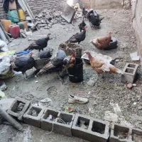 بوقلمون