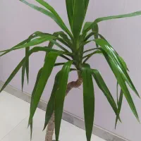 یوکای خاص فقط ۴۰۰