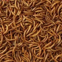 فروش میلورم