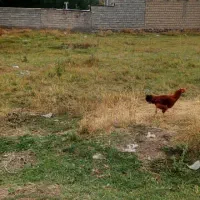 فروش زمین مسکونی در روستای جمال آباد|فروش زمین و ملک کلنگی|قصابه, |دیوار