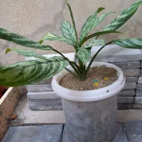 فروش گل