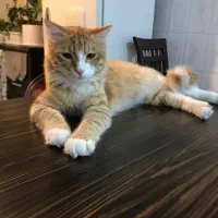 واگذاری رایگان