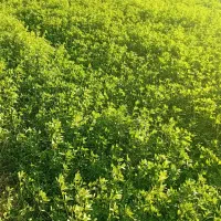 یونجه اعلا|حیوانات مزرعه|نهاوند, |دیوار