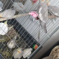 عروس هلندی|پرنده|اسلام‌شهر, شهرک مهدیه|دیوار