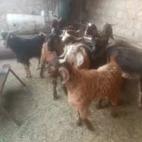 تعدادی کهره نر|حیوانات مزرعه|جم, |دیوار