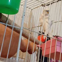 مرغ عشق پروانه‌ی یک جفت|پرنده|نیشابور, چمبران|دیوار