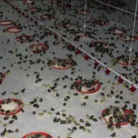 جوجه بلدرچین ۱ روزه