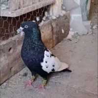 کفتر سینه سیاه