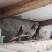 کبوتر پتی واله