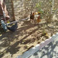 مرغ امسالی تخمگذار