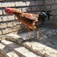 خروس لاری
