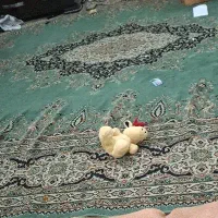 جاروبرقی، گازفردار چهارشعله دو تا فرش ۱۲ متری نخی