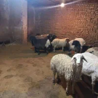 شعبه شرق تهران دامداری برادران کریمی (گوسفند زنده)|حیوانات مزرعه|تهران, نارمک|دیوار