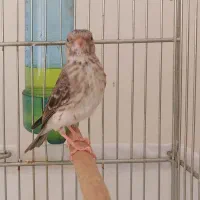 یاسمین طوسی نر (قناری سهره فنچ طوطی)|پرنده|تهران, کرمان|دیوار