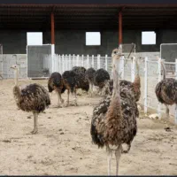 جذب سرمایه‌گذار جهت راه‌اندازی مزرعه پرورش شترمرغ