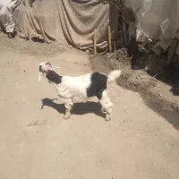 بزغاله نر و ماده