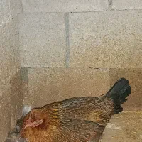 مرغ محلی کرک با تخم مرغ نژاد فری