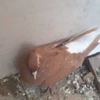 سرخ دمسفید|پرنده|بهبهان, |دیوار