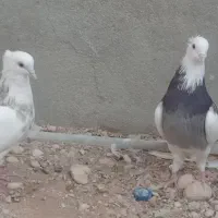 کبوتر