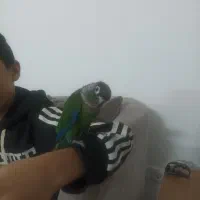 طوطی گریچیک سالم و دستی و خوش رنگ|پرنده|نیشابور, بنیاد شهید|دیوار