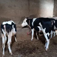 پنج عدد گوساله ماده نژاددار از نسل گاو پر شیر