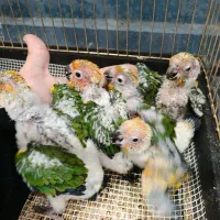 پرنده طوطی مینا قناری کاسکو