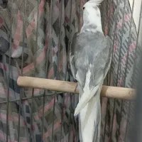 عروس هلندی ابلغ البینو|پرنده|هرسین, |دیوار