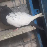 ماده سینه سیاه|پرنده|اهواز, پردیس|دیوار