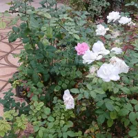 گل رز هلندی بزرگ 60هزار