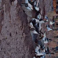 غاز|حیوانات مزرعه|میانه, |دیوار