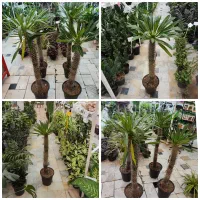 گلدان نخل ماداگاسکار سانسوریا دیفن کوکوپیت خاکبرگ