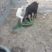 یک بزسیاه و بزغاله