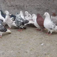 کبوتر اوچان تهرانی