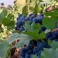 فروش انگور سیاه سردشت